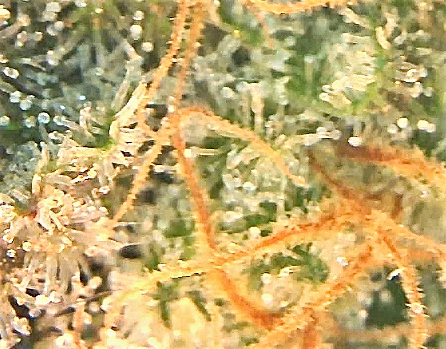 GTH trichomes.jpg