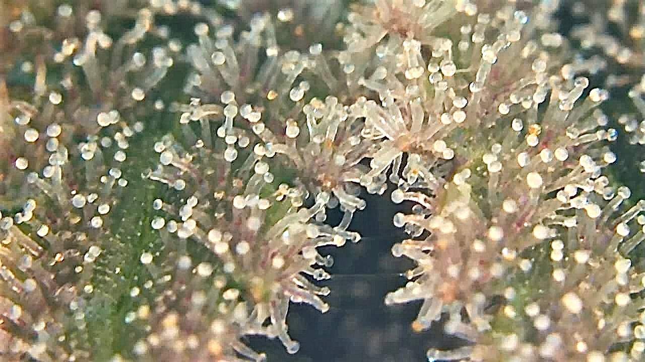 GTH trichs 11 19.jpg