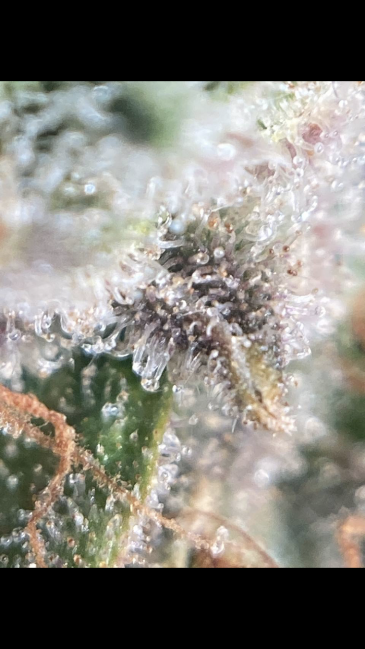 Guerilla Grow Trichomes 3B Kush.PNG