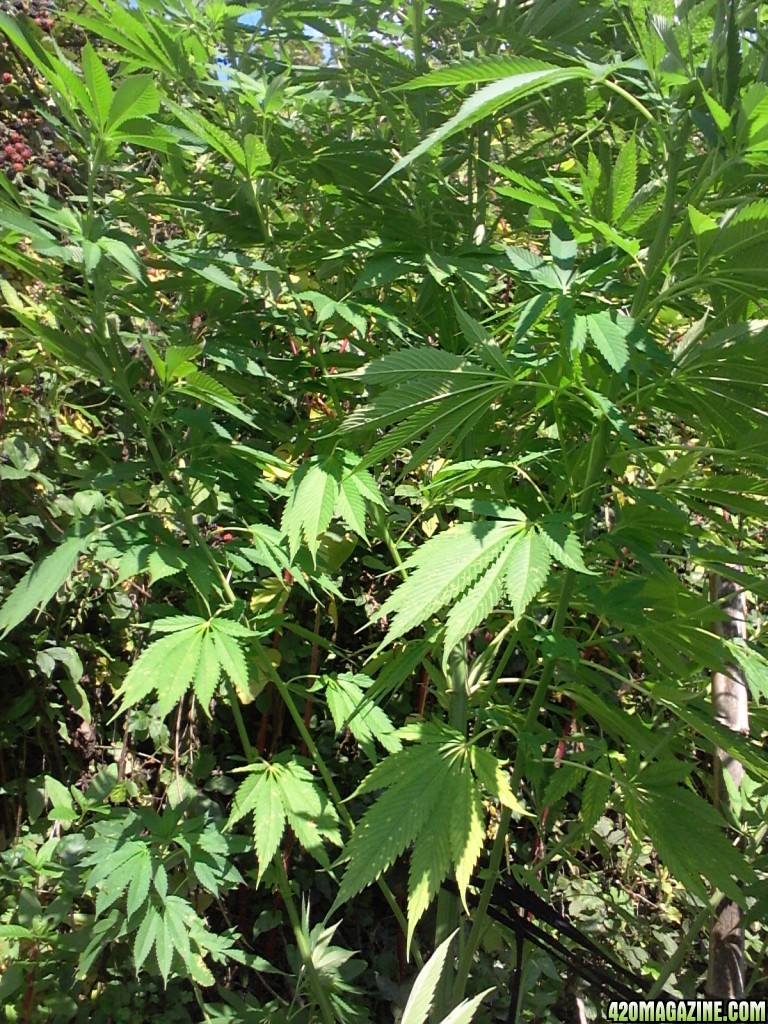 guerilla / northern Italy / early flowering