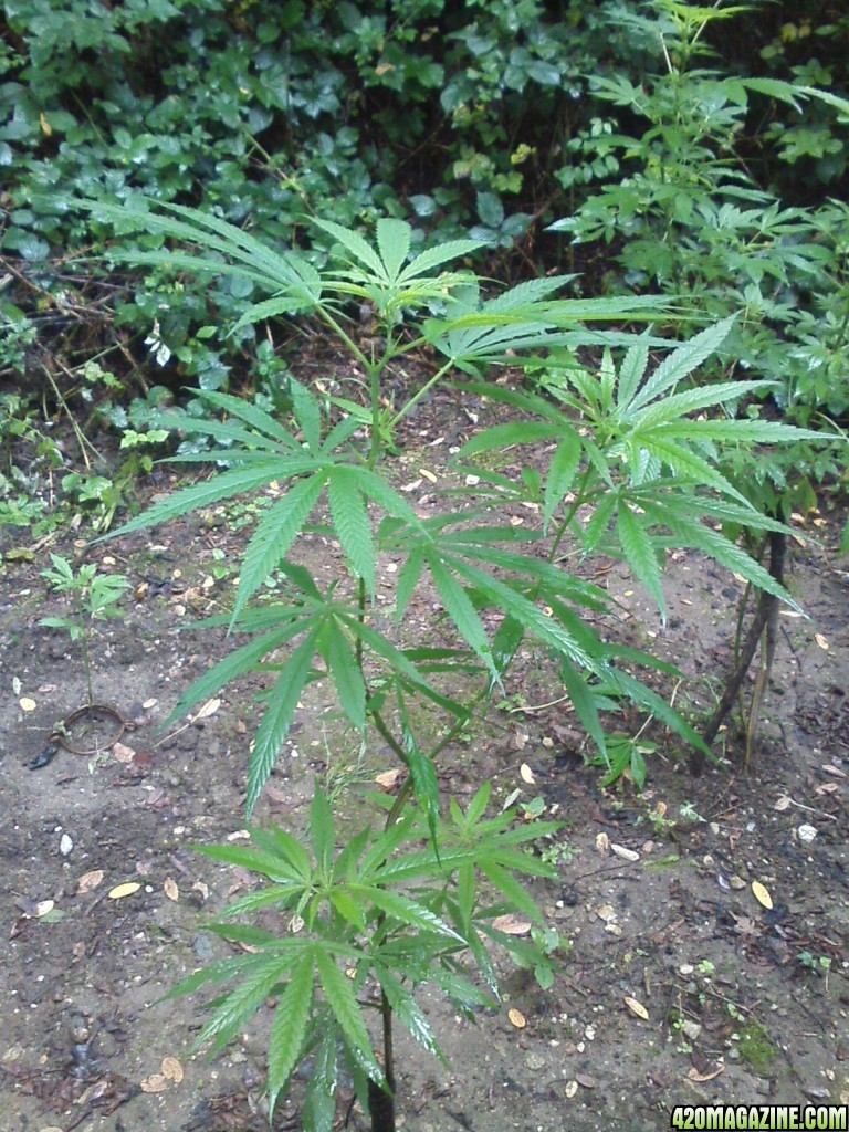 guerilla / outdoor / northern Italy / early flowering