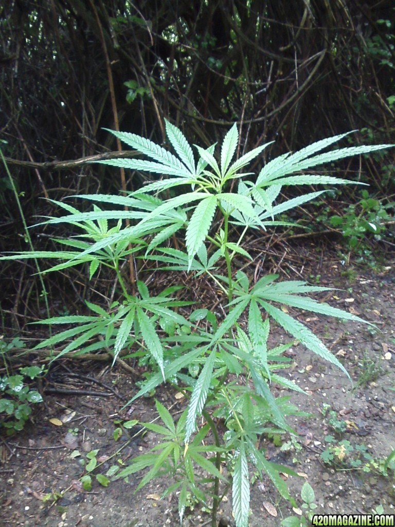 guerilla / outdoor / northern Italy / early flowering