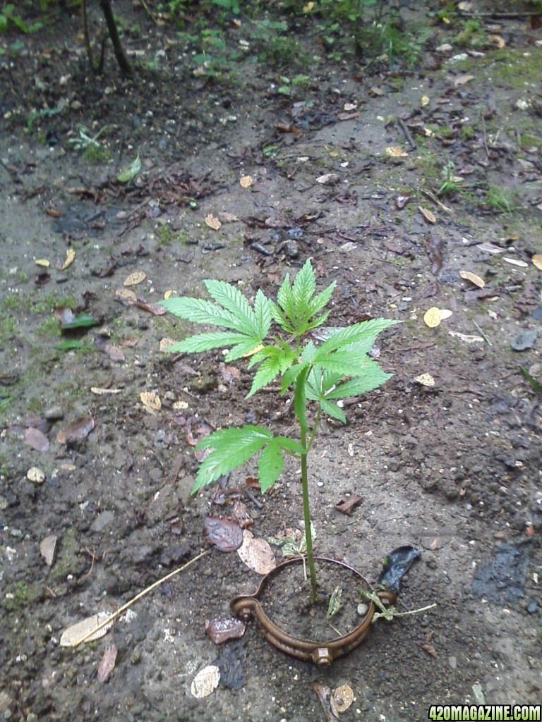 guerilla / outdoor / northern Italy / early flowering