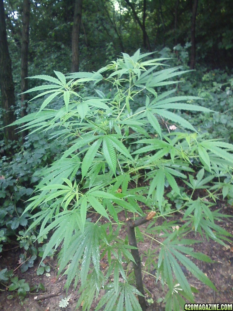 guerilla / outdoor / northern Italy / early flowering