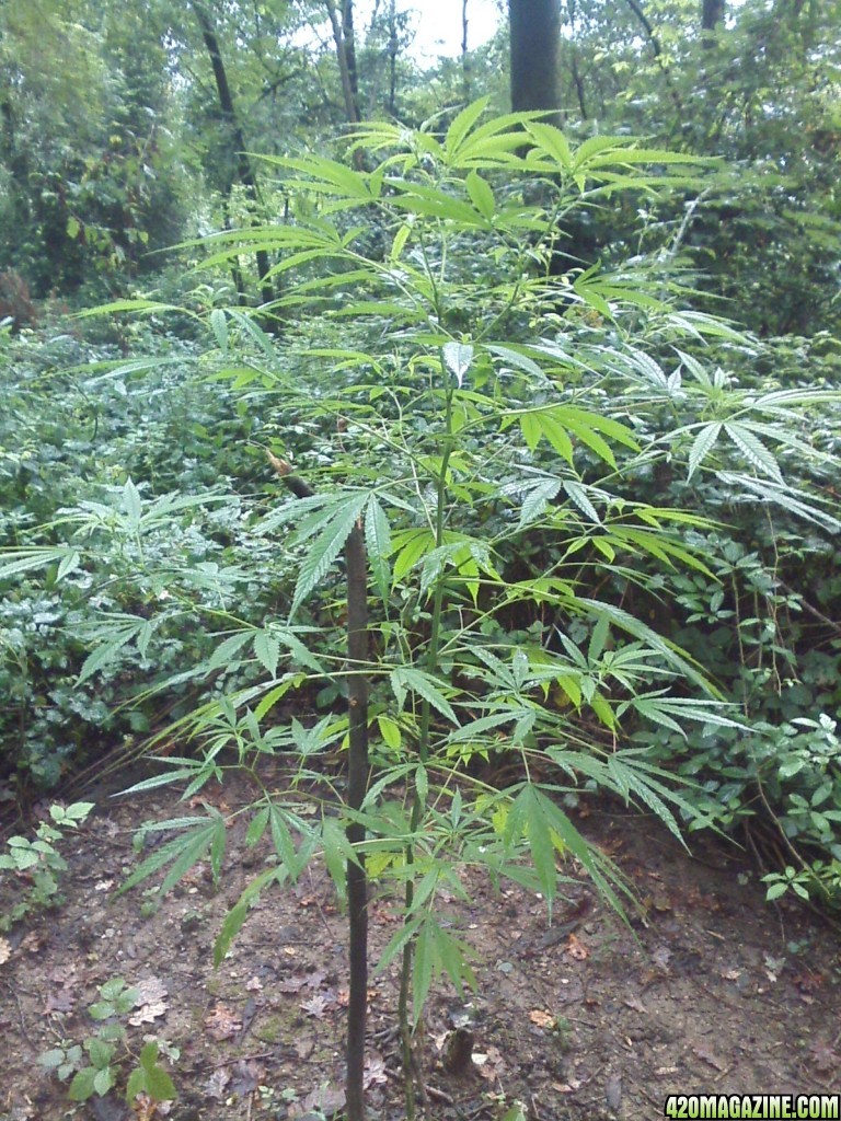 guerilla / outdoor / northern Italy / early flowering