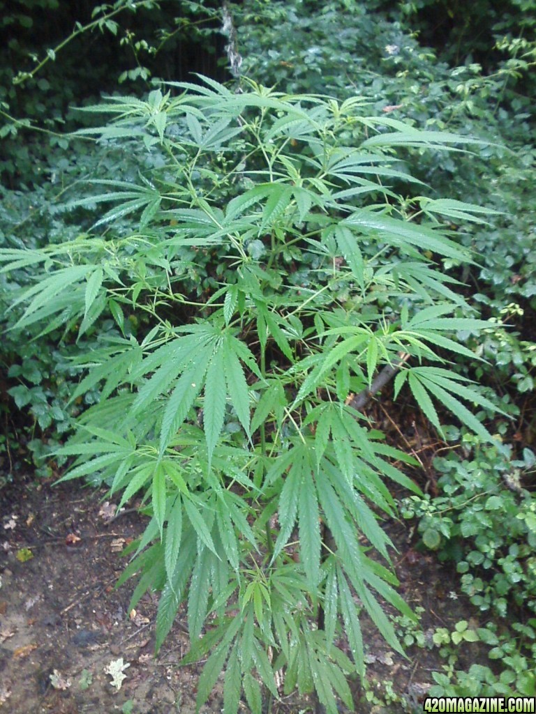 guerilla / outdoor / northern Italy / early flowering