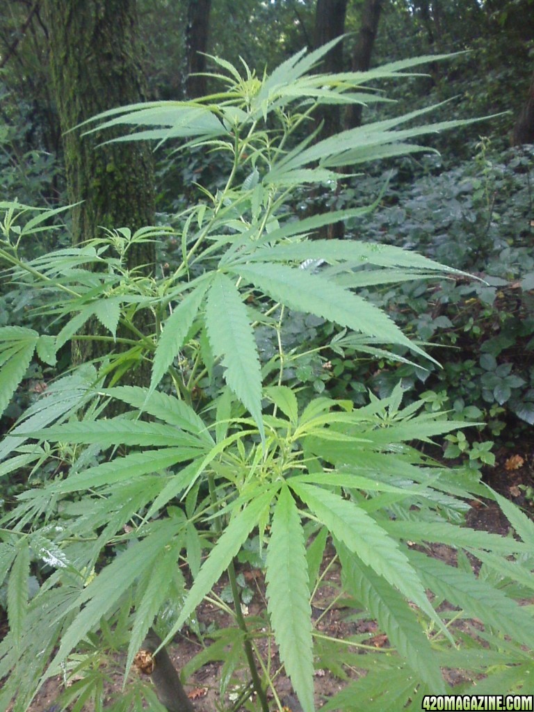 guerilla / outdoor / northern Italy / early flowering