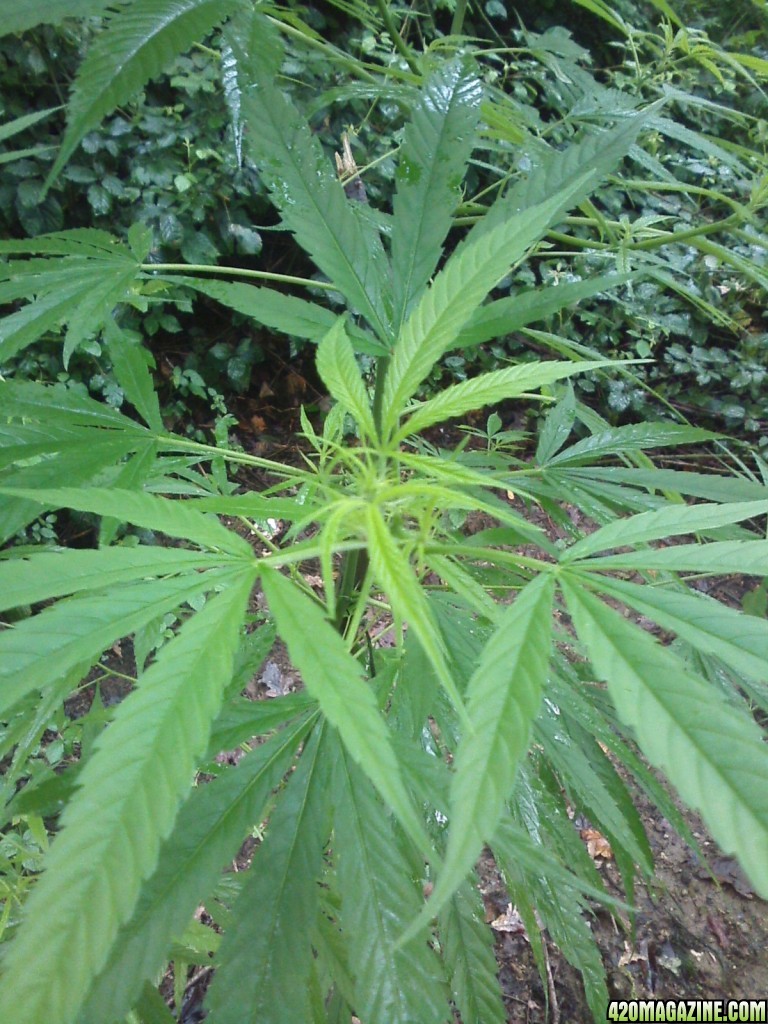 guerilla / outdoor / northern Italy / early flowering