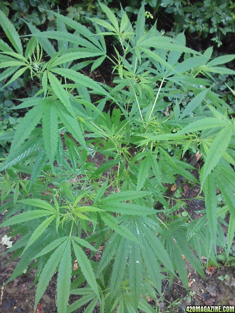 guerilla / outdoor / northern Italy / early flowering