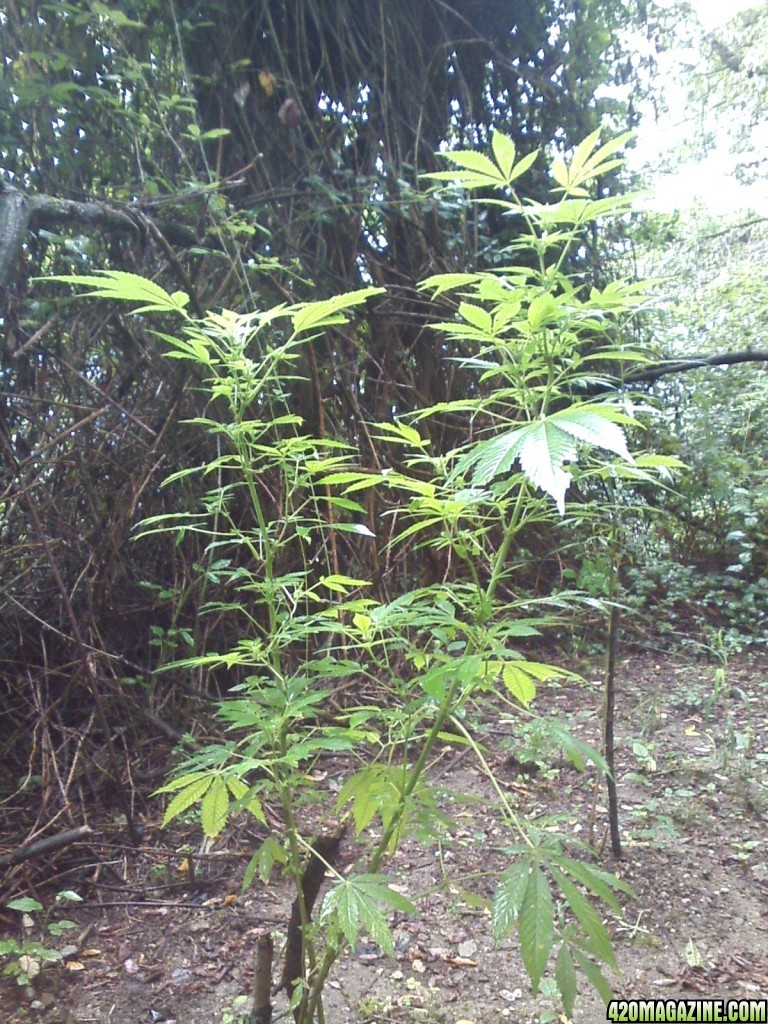 guerilla / outdoor / northern Italy / early flowering