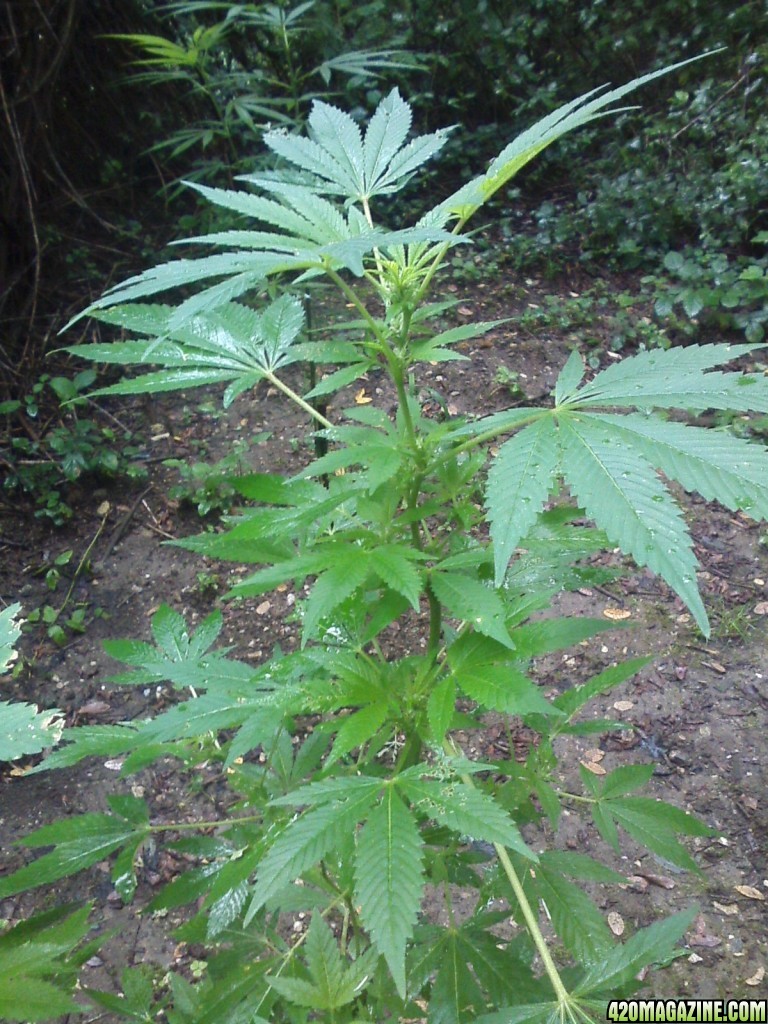 guerilla / outdoor / northern Italy / early flowering