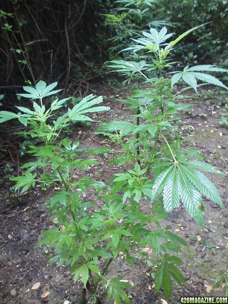 guerilla / outdoor / northern Italy / early flowering