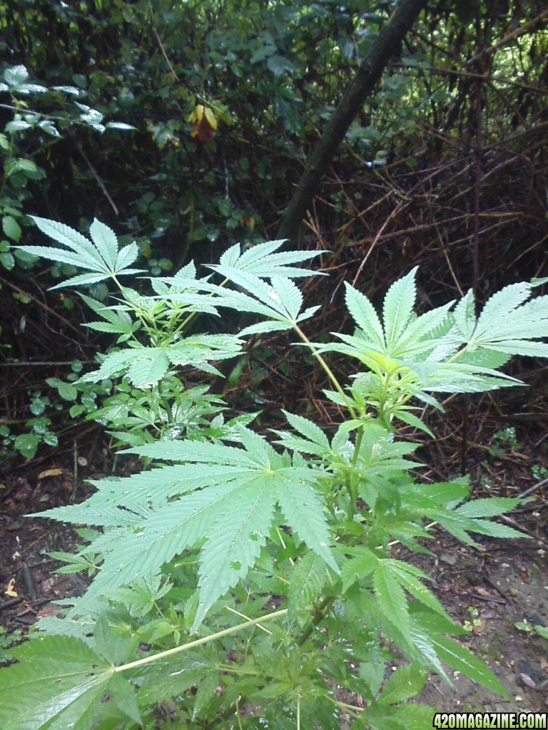 guerilla / outdoor / northern Italy / early flowering