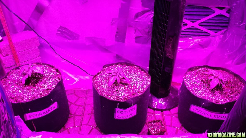 Guesstimators 2ND GROW V2.0 ZNET LED