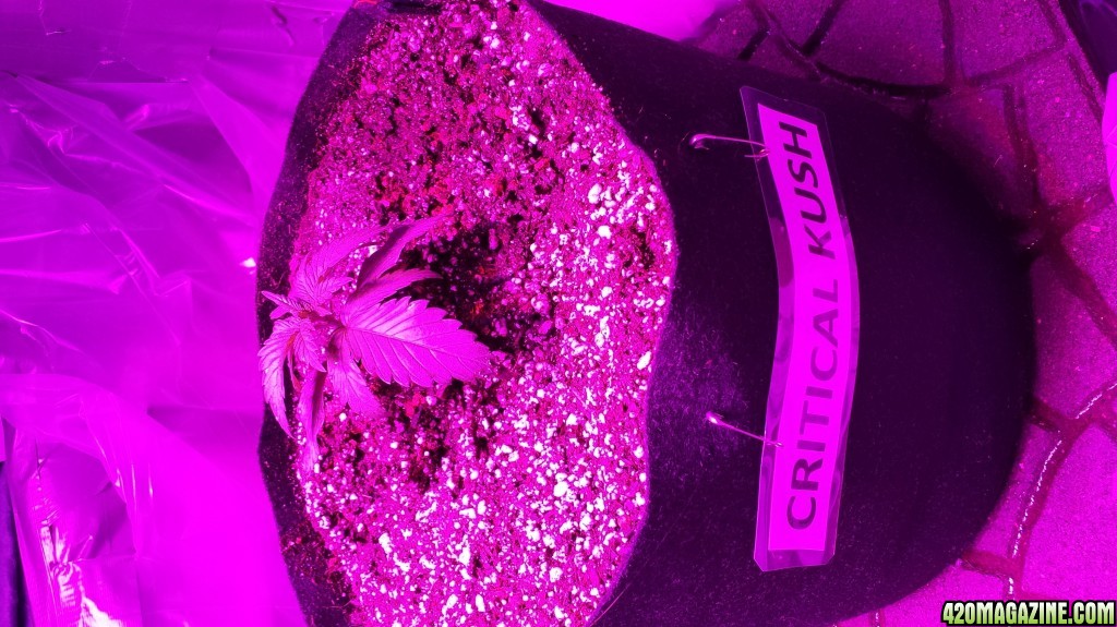 Guesstimators 2ND GROW V2.0 ZNET LED