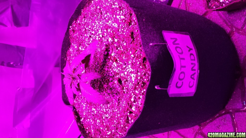 Guesstimators 2ND GROW V2.0 ZNET LED