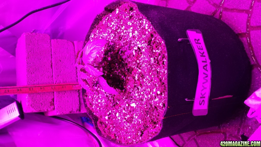 Guesstimators 2ND GROW V2.0 ZNET LED