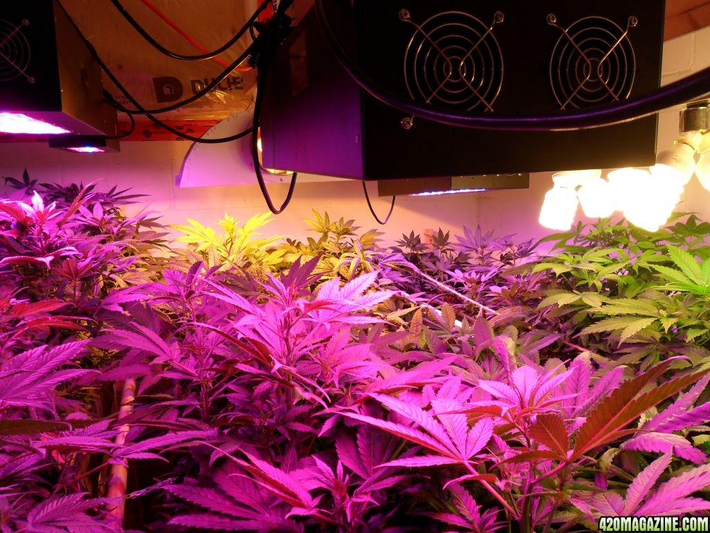 Guru Grow Lights test