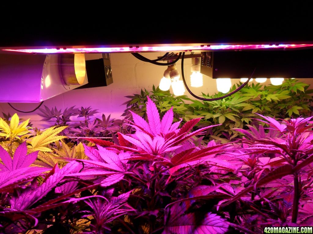 Guru Grow Lights test