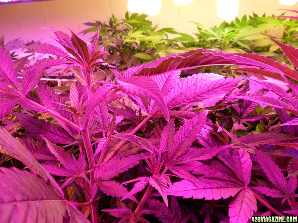 Guru Grow Lights test