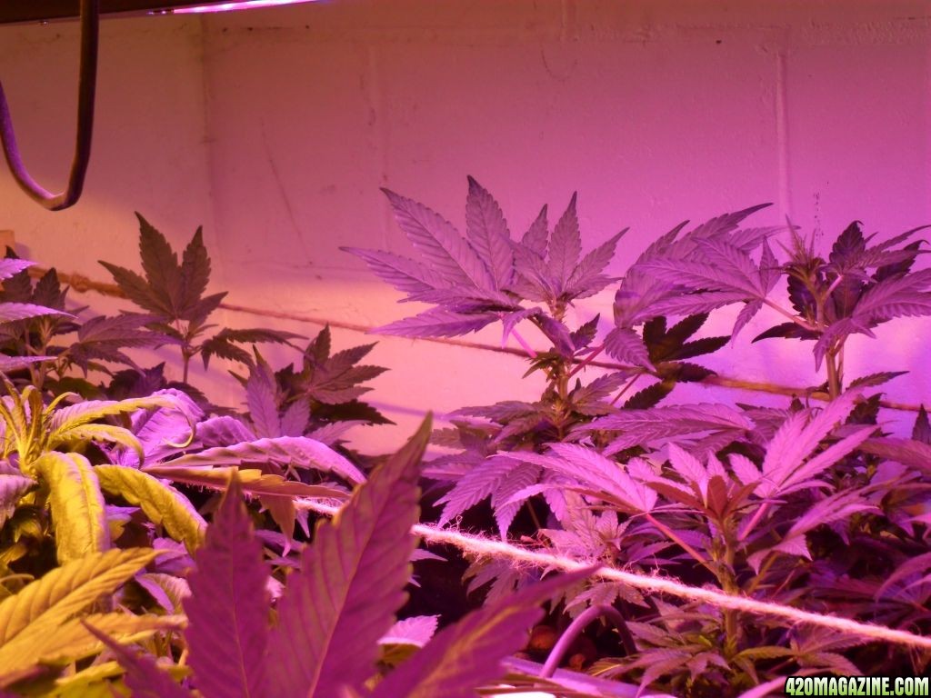 Guru Grow Lights test