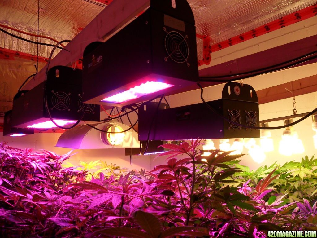 Guru Grow Lights test