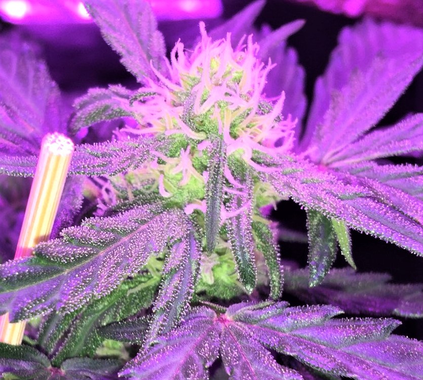 GZ BUD CLOSEUP 1.jpg