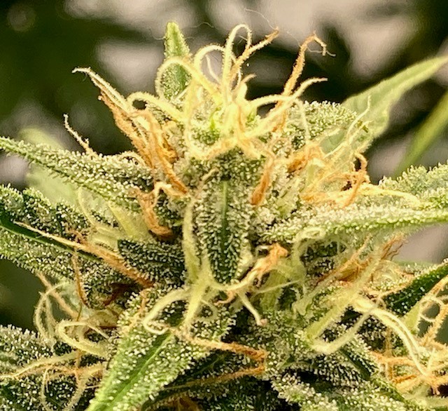 GZ bud closeup 1.jpg