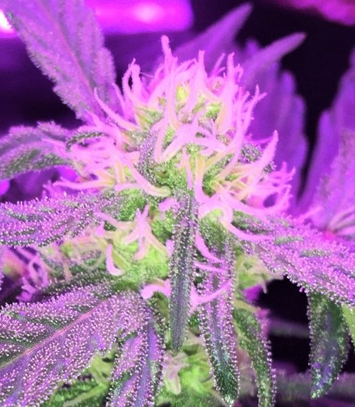 GZ BUD CLOSEUP 2.jpg