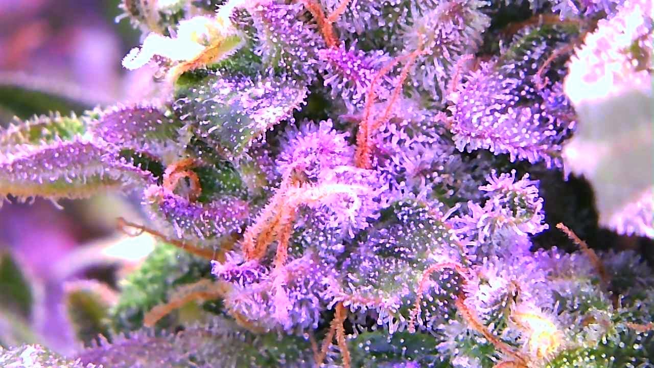 GZ trichomes 1.jpg