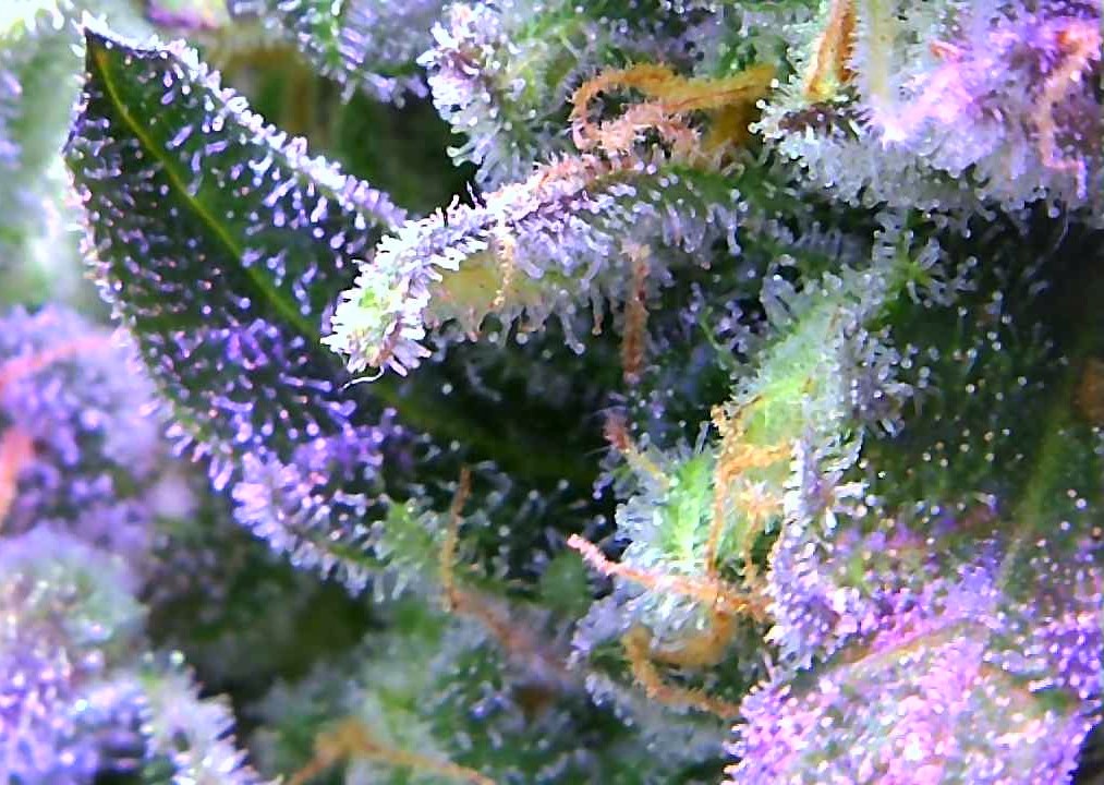 GZ trichomes 3.jpg