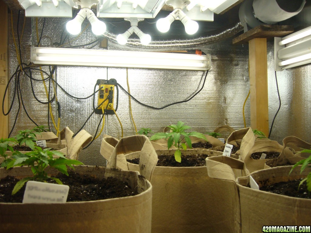 h00ks hillbilly grow 2016