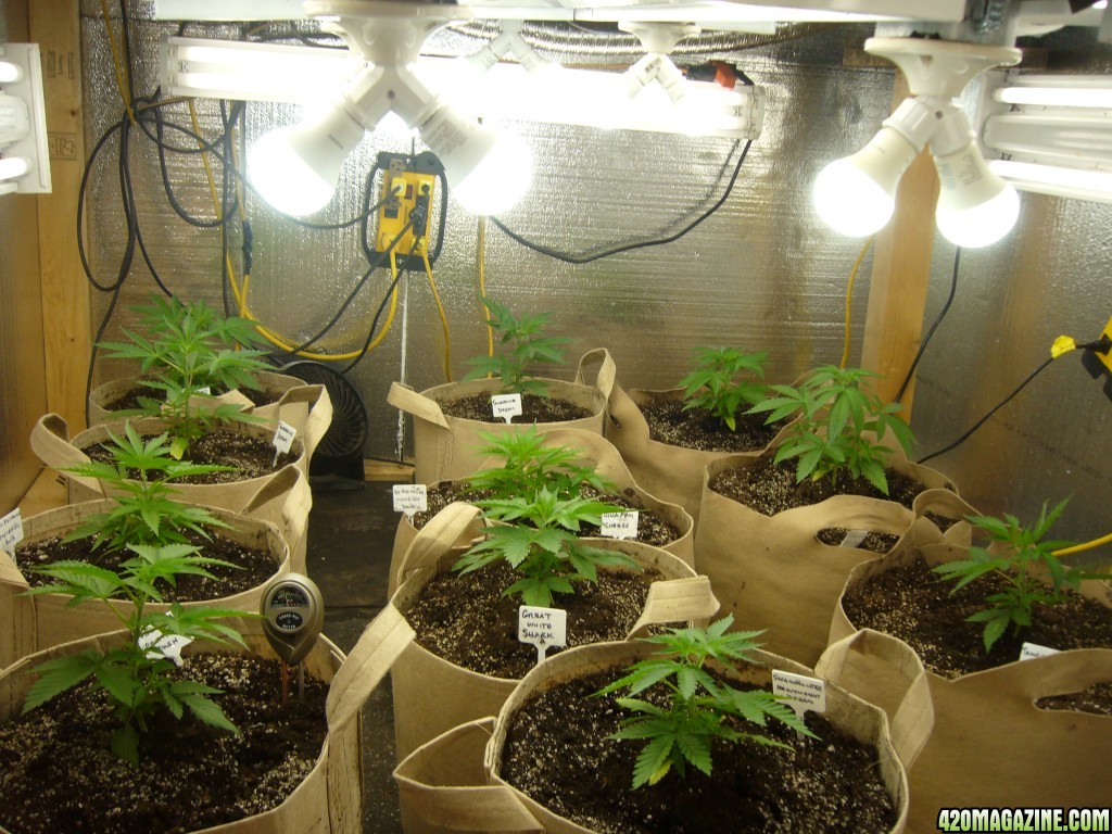 h00ks hillbilly grow 2016