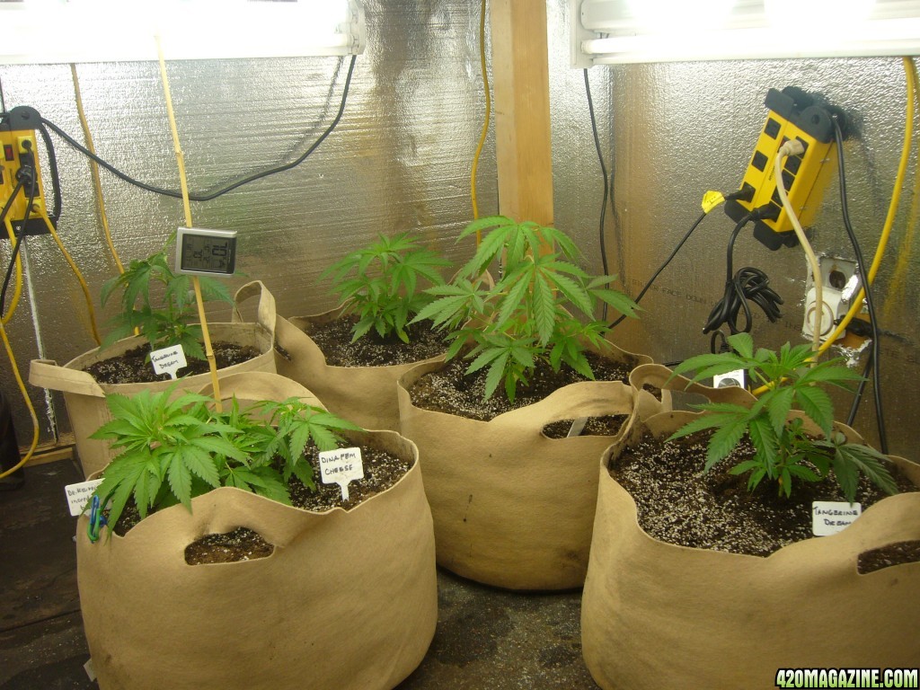 h00ks hillbilly grow 2016