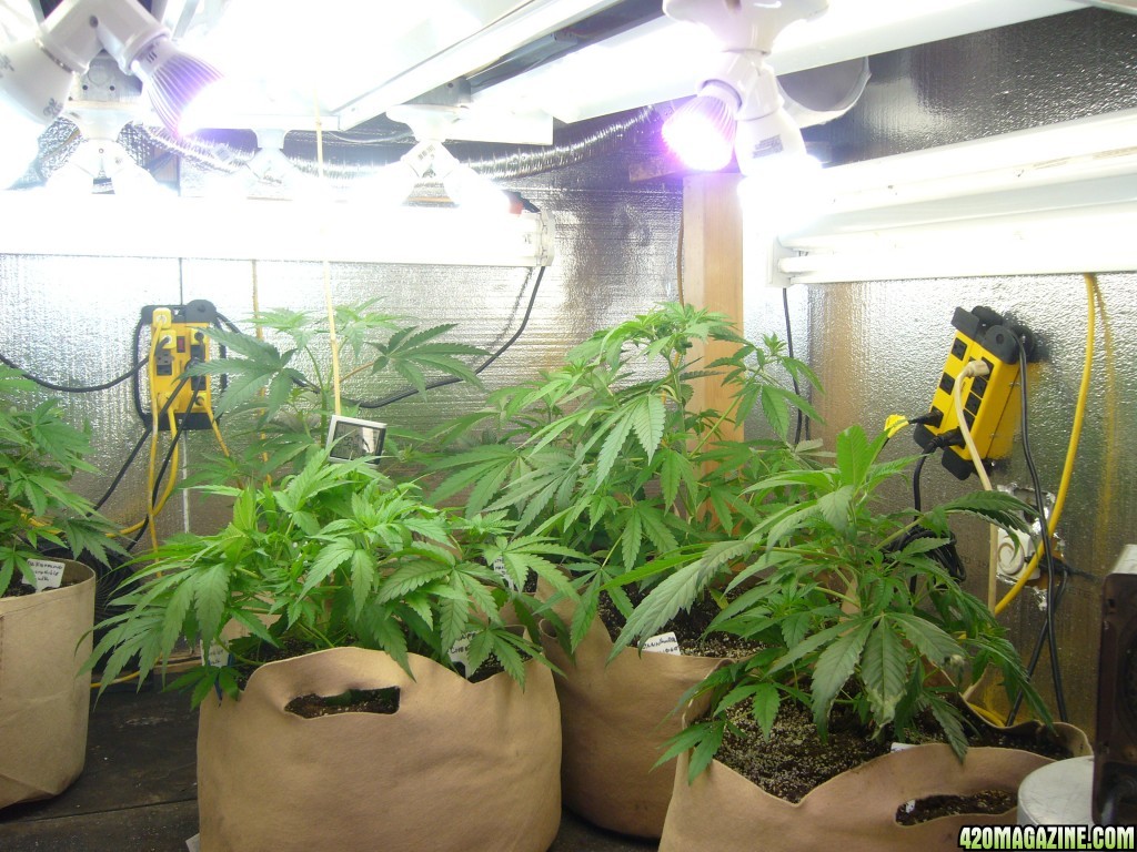 h00ks hillbilly grow 2016