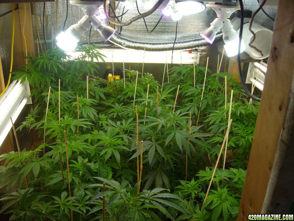 h00ks hillbilly grow 2016