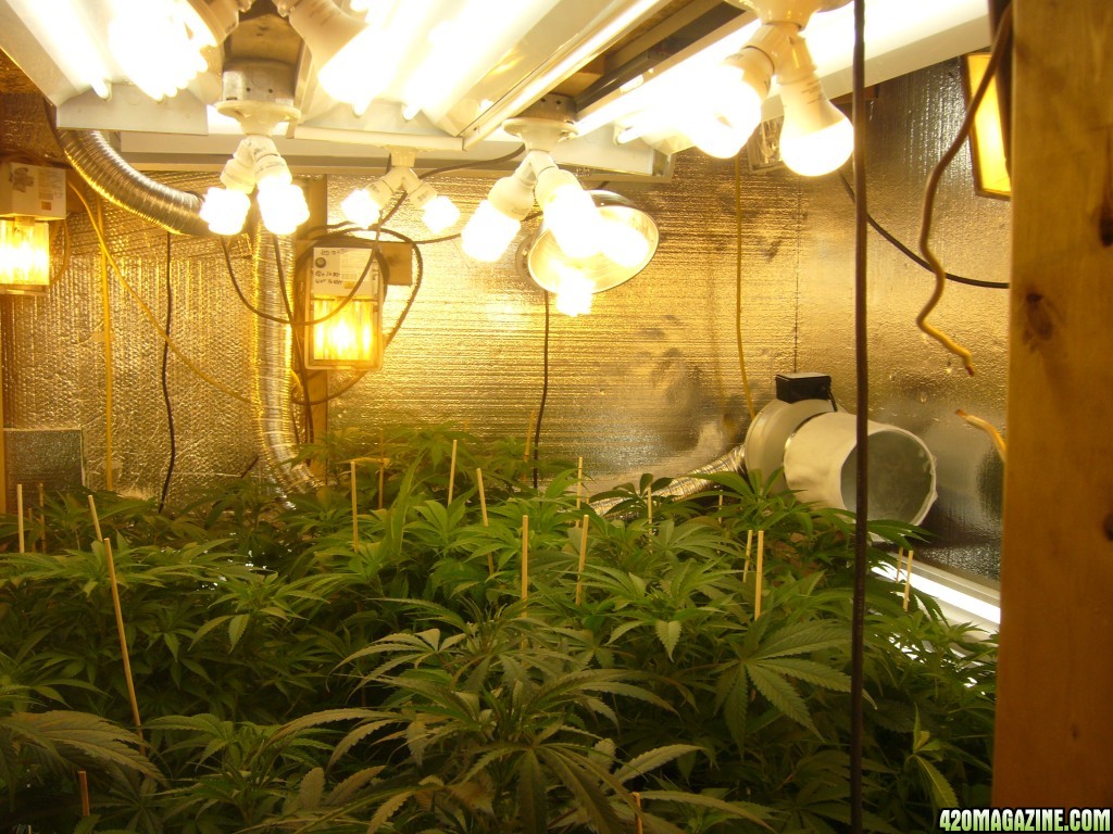 h00ks Hillbilly Grow 2016