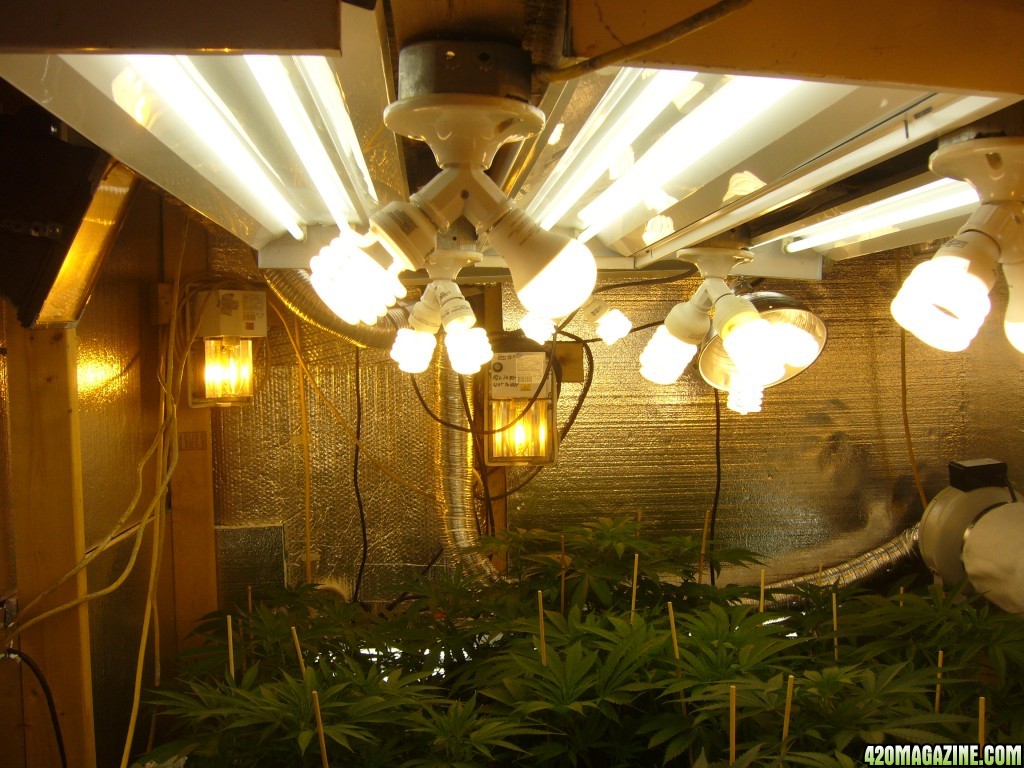 h00ks Hillbilly Grow 2016