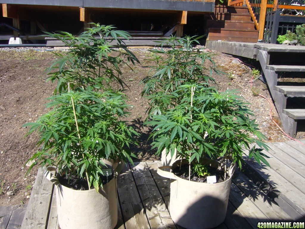 h00ks Hillbilly Grow 2016