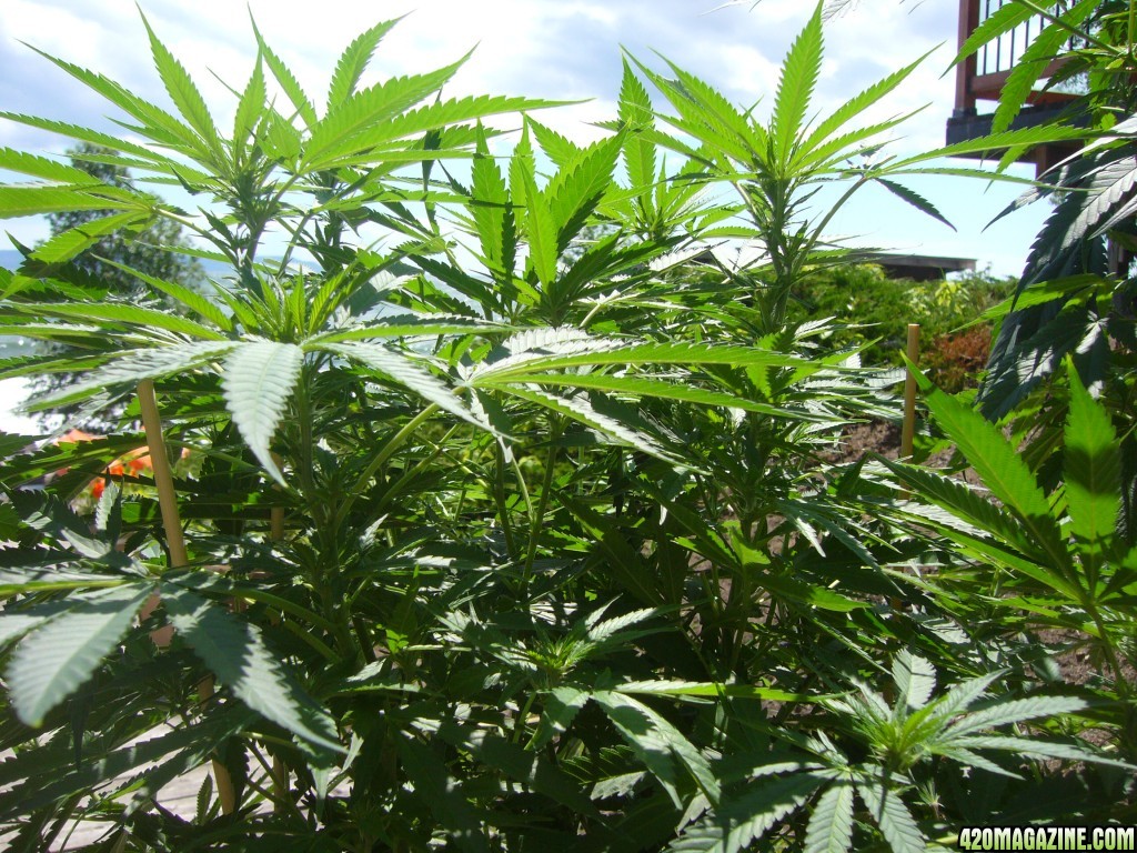 h00ks Hillbilly Grow 2016