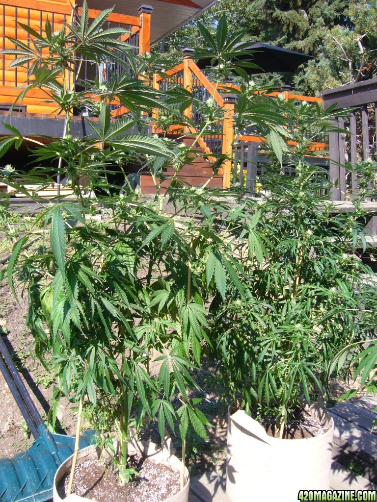 h00ks Hillbilly Grow 2016