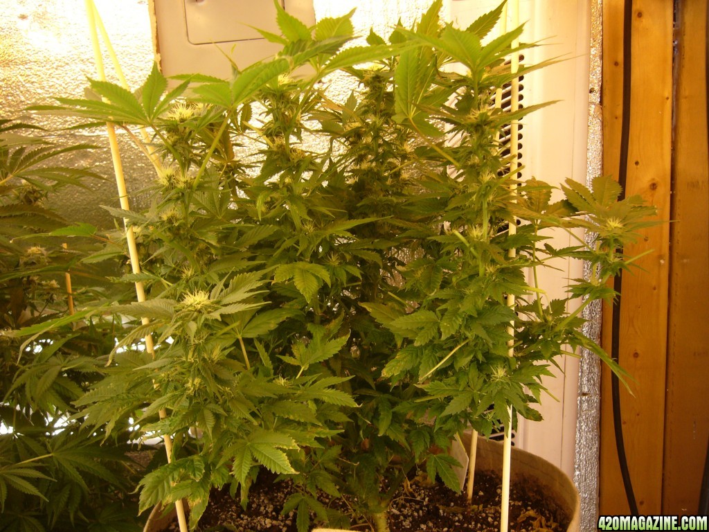 h00ks Hillbilly Grow 2016