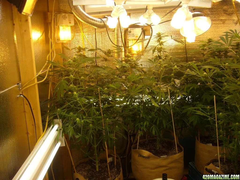 h00ks Hillbilly Grow 2016