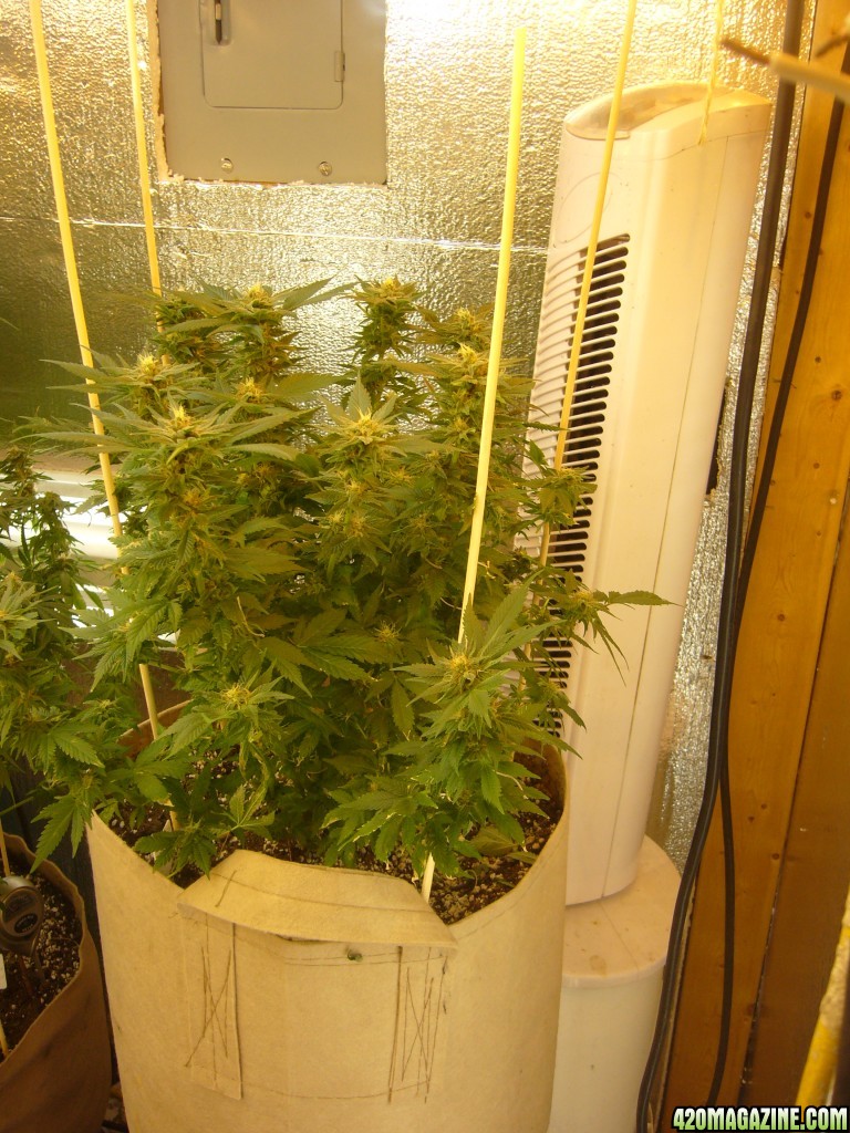 h00ks Hillbilly Grow 2016