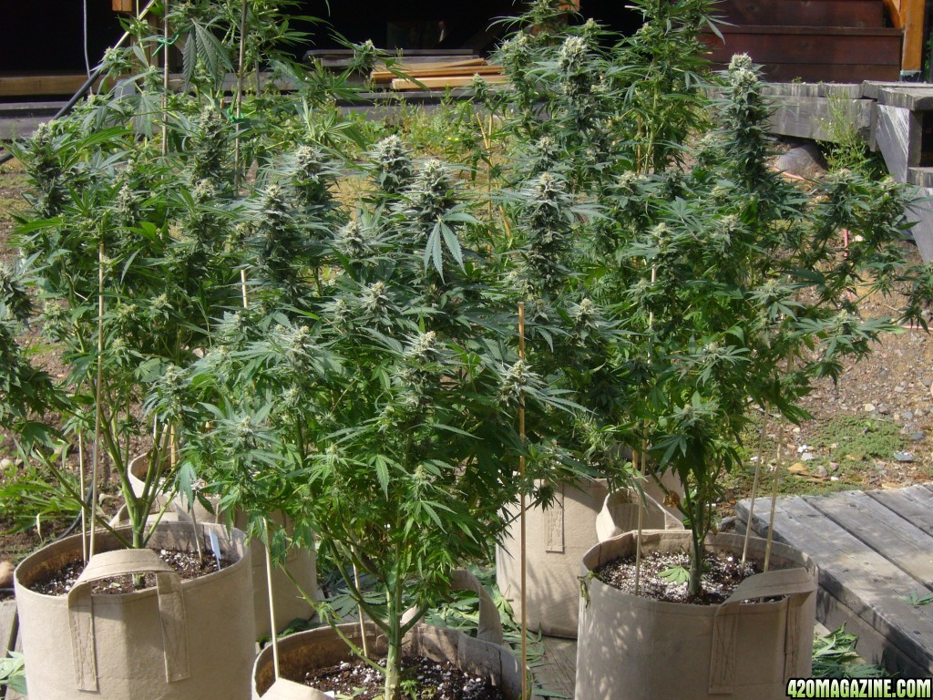 h00ks Hillbilly Grow 2016