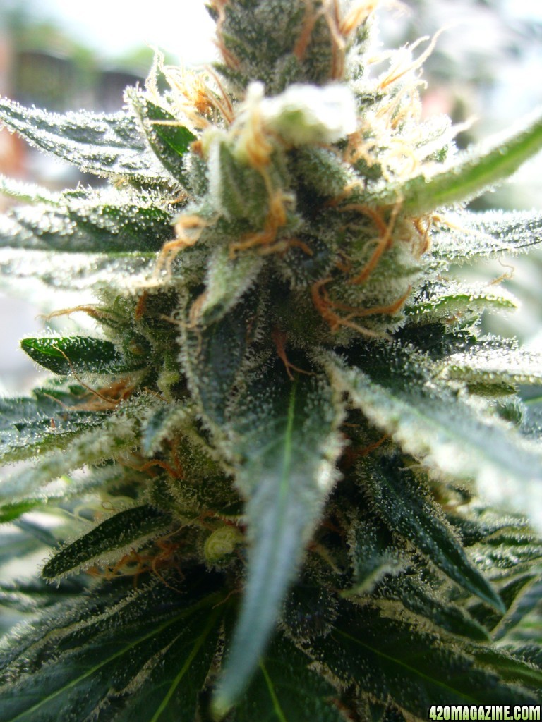 h00ks Hillbilly Grow 2016