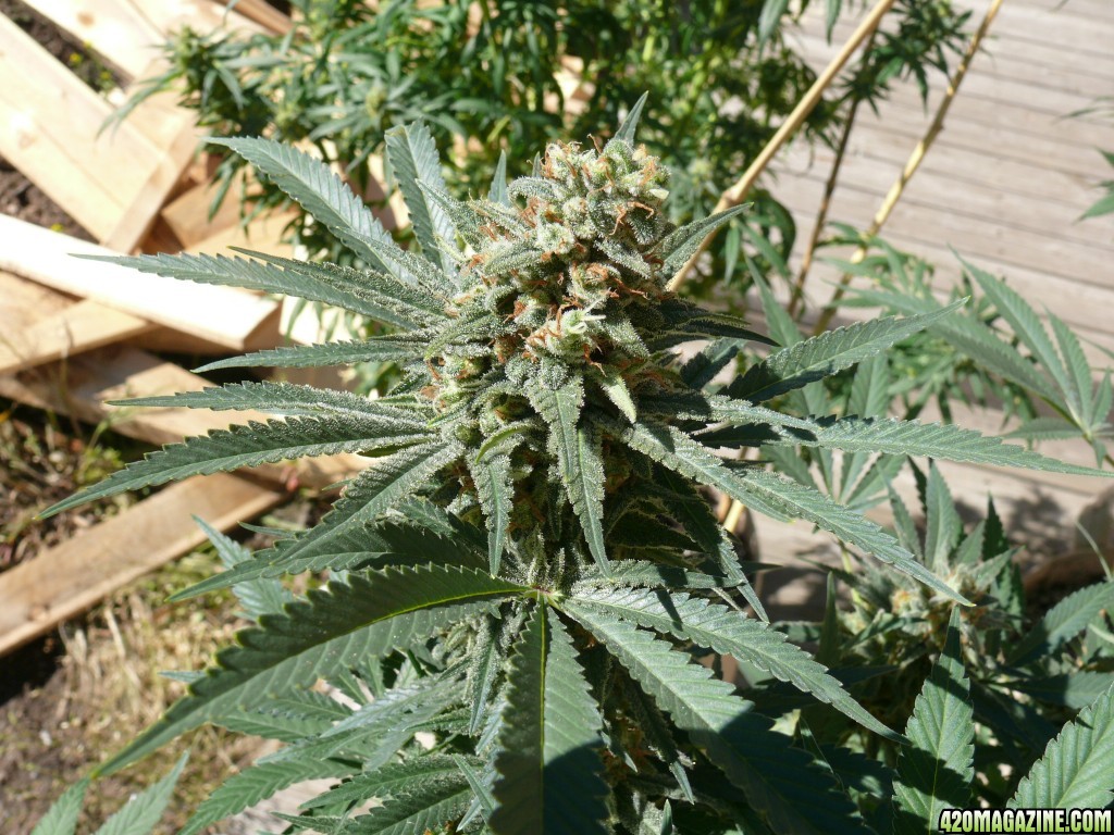 h00ks Hillbilly Grow 2016