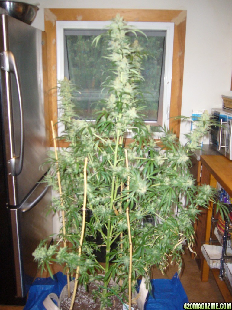 h00ks Hillbilly Grow 2016