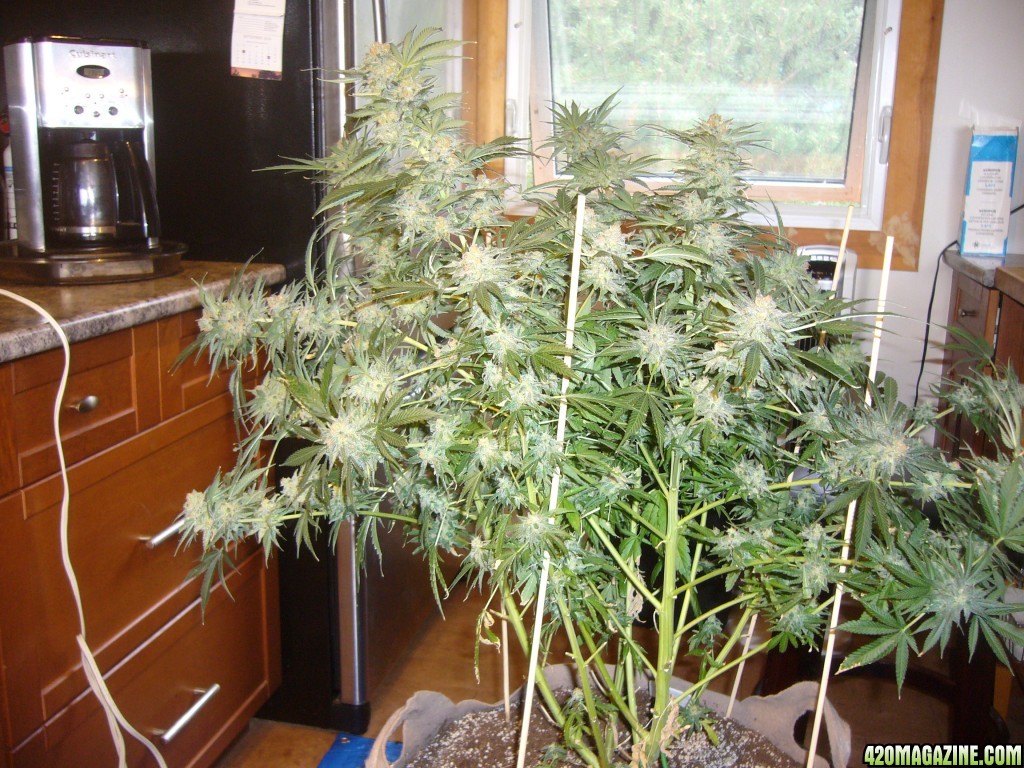 h00ks Hillbilly Grow 2016