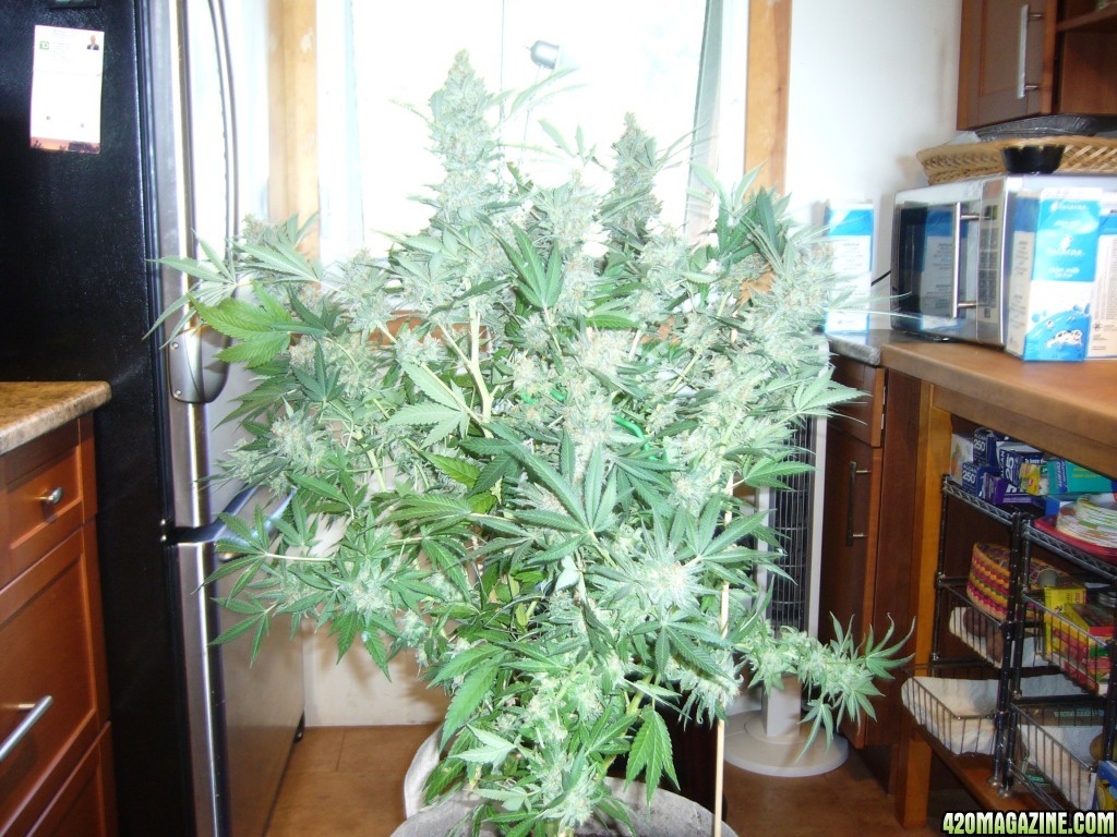 h00ks Hillbilly Grow 2016